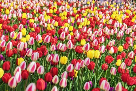 Background of multicolored tulip flowers. Spring pattern. Wallpaper. Vibrant Foto stock