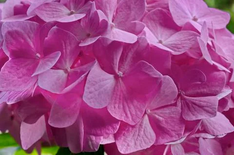 Background of multiple rose hydrangea plant or hortensia flower in blooming Stock Photos