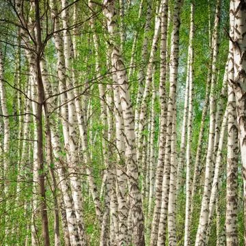 Background from a multitude of birch trunks Stock Photos