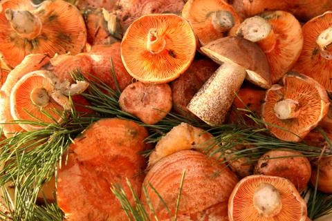 Background mushroom 스톡 사진