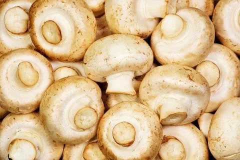 Background of mushrooms champignons. Stock Photos