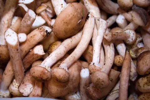 Background mushrooms Stock Photos