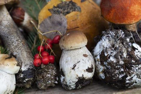 Background of mushrooms Stock Photos