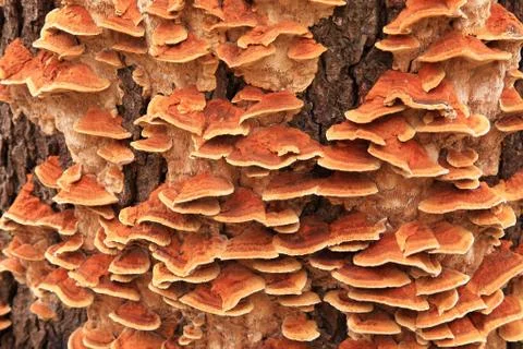 Background from mushrooms on a tree trunk. Stock Photos