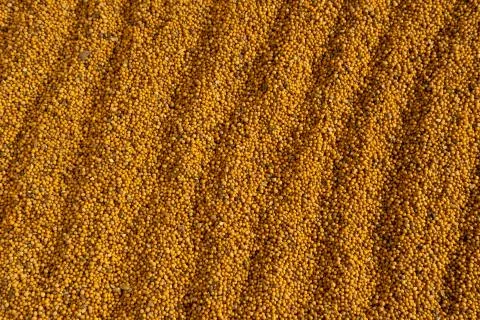 Background from mustard seeds in waves. Foto stock
