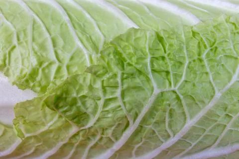 Background of the napa cabbage head close-up Stock Photos