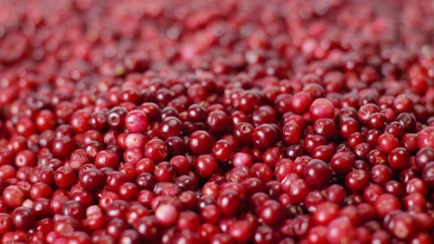 Background of natural berries with changing focus (Vaccinium vitis-idaea) Stock Footage 140802432