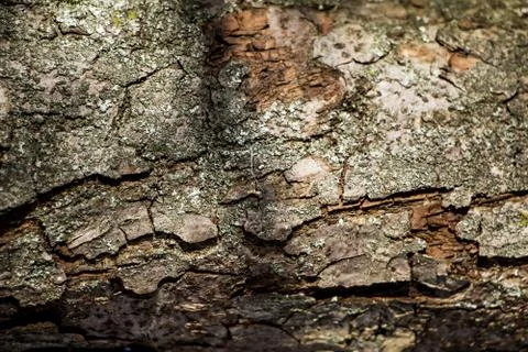 Background of natural brown tree bark Stock-Fotos