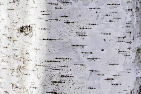 Background of natural brown tree bark Stock Photos