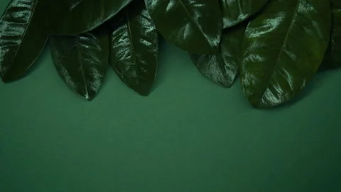 Background from natural green leaves. Stock Footage 238834919