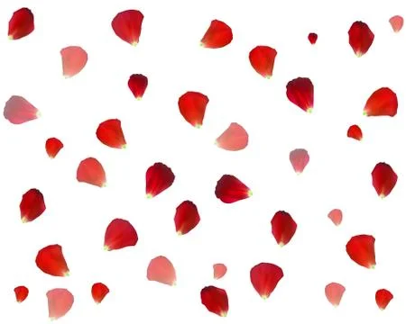 Background of Naturalistic Rose Petals. Vector Illustration. 스톡 일러스트