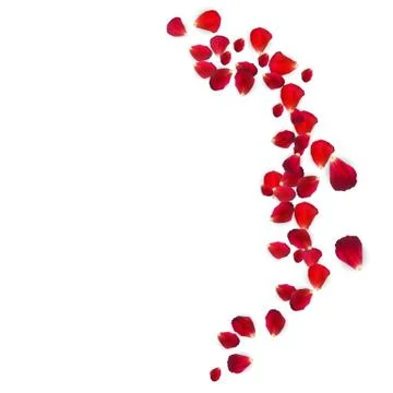 Background of Naturalistic Rose Petals. Vector Illustration 스톡 일러스트