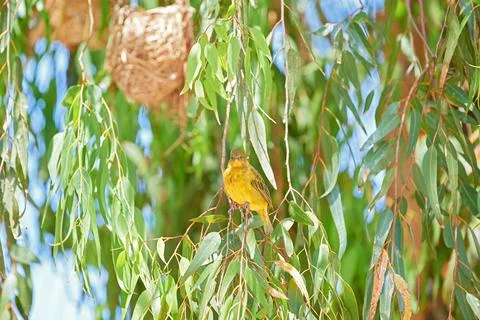 Background, nature and spring with bird in tree of green environment for Stock Photos