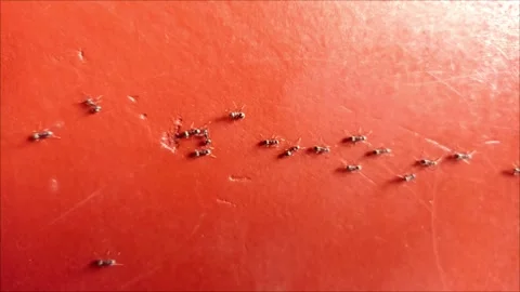 Background Nature Ant on Wall Stock Footage 288085079
