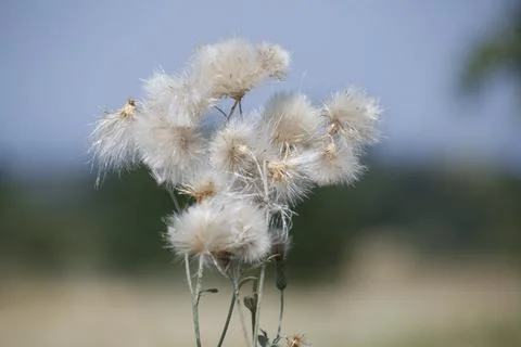 Background nature. Color effect for background. Stock Photos