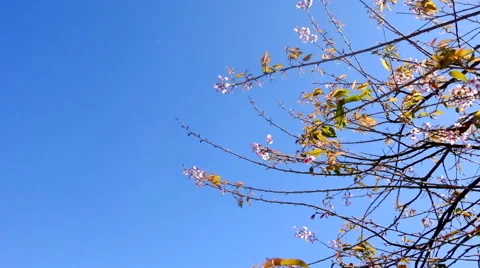 Background of nature flower and sky Stock Footage 45608154