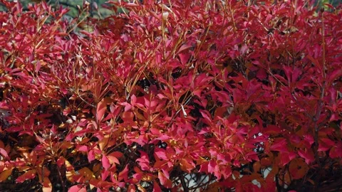 Background nature pattern: Vivid red leaves of autumn shrub in breeze Stock Footage 327416266