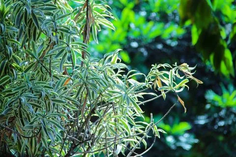 Background Nature 库存照片