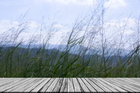 Background Nature Plant Tree with Empty Wood Table,Blank Counter Bar on Blu.. Stock Photos