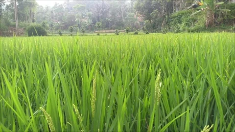 Background Nature Rain in the rice fields in a village Stock Footage 288084958