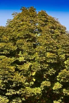 Background on the nature of the tree Stock Photos