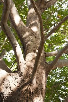 Background on the nature of the tree Stock Photos