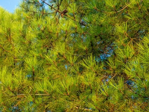 Background from needles. Coniferous tree branches with cones. Pure nature. .. Stock Photos