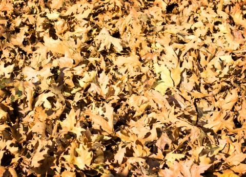 Background of oak leaves Foto stock