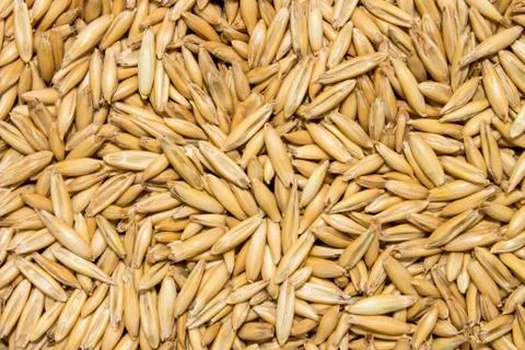 Background of oat seeds. Stock Photos