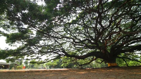 Background old big tree at Kanchanaburi, Thailand Stock Footage 38808341