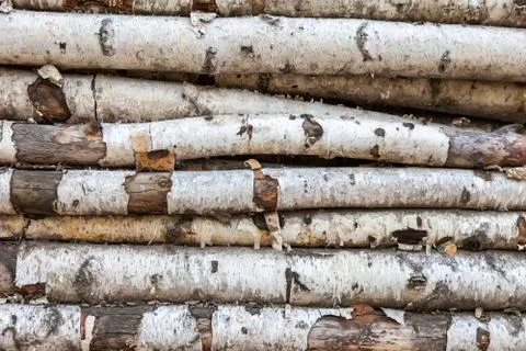 Background of the old birch logs Stock Photos
