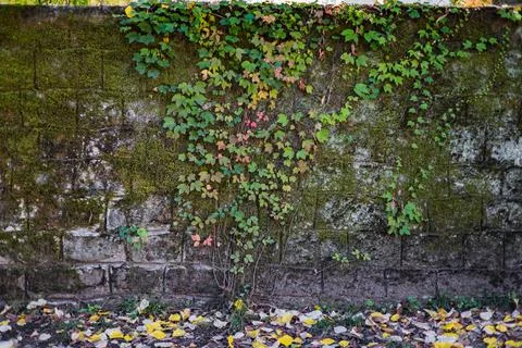 Background of old brick wall covered with moss and a climbing plant Stock Photos