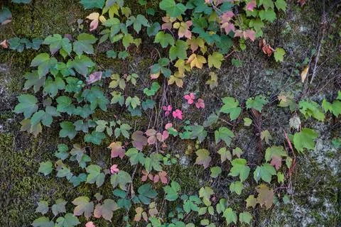 Background of old brick wall covered with moss and a climbing plant Stock Photos