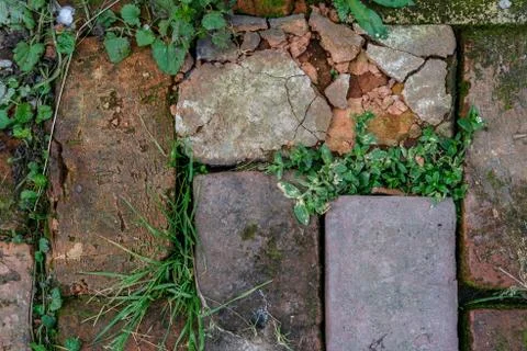 Background from old bricks and grass. Stock Photos