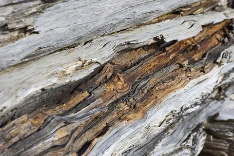 The background is an old cracked tree Stock Photos