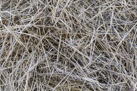 Background of the old darkened wheat straw on a heap Stock Photos