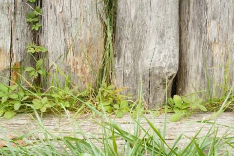 Background  from old logs Stock Photos