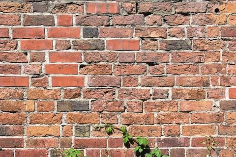 Background from an old red brick wall with some green leaves Stock Photos