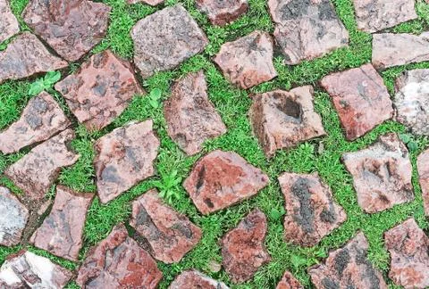 Background of old red cobblestone pavement wet after the rain with bright green Foto stock