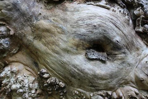 Background from an old rotten tree in the forest. Stock Photos