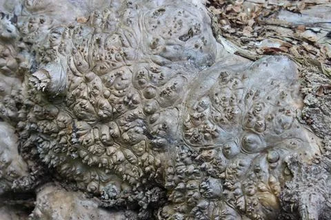 Background from an old rotten tree in the forest. Stock Photos