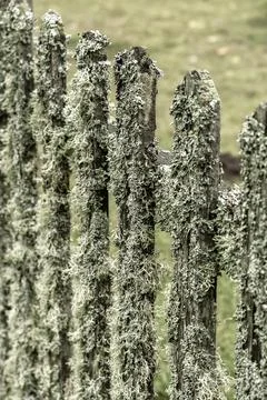 Background from an old rustic fence Stock Photos