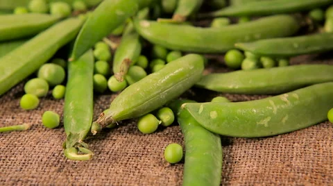 Background of old sack with green fresh peas. Stock Footage 61215043