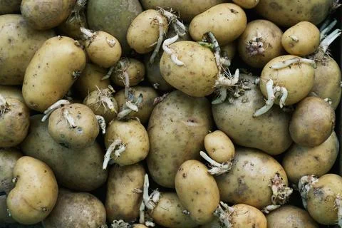 Background Of Old Sprouted Potatoes Stock Photos