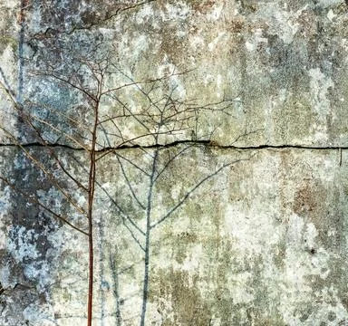 Background from an old stone weathered wall with a shadow from a thin tree Stock Photos