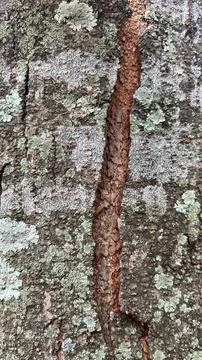 Background of old tree bark peeling off with natural sunlight Stock Photos