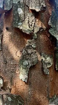 Background of old tree bark peeling off with natural sunlight Fotos Stock