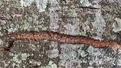 Background of old tree bark peeling off with natural sunlight Fotos de archivo