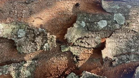 Background of old tree bark peeling off with natural sunlight Stock Photos