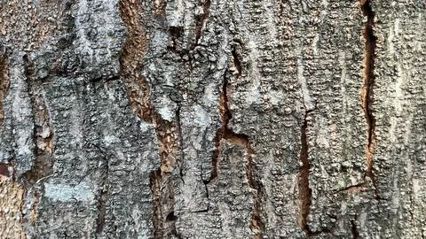 Background of old tree bark peeling off with natural sunlight Stockfoto's